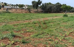 Guia, Algarve 8200