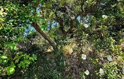 Budens, Algarve 8650