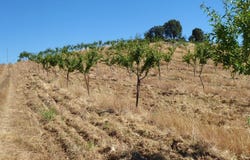 Pinhel, Guarda District 6400