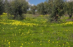 PEDRÓGÃO VDG, Beja District