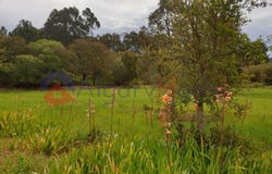 Rogil, Algarve 8670