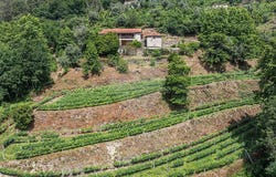 Braga, Braga 4890-375