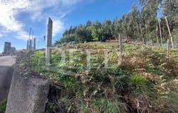 Camacha, Madeira 9135