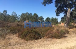 QUINTA DO ANJO, Setubal