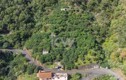 Faial, Madeira 9230