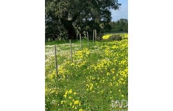 Palmela, Setúbal 2950