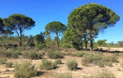 Comporta, Setúbal 7580