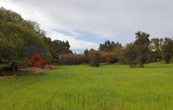 Rogil, Algarve 8670