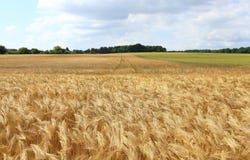 Timișoara, Timișoara, Timiș