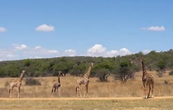 Modimolle, Limpopo 510