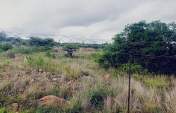 Sterpark, Limpopo 699