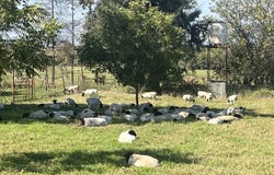 Weenen, KwaZulu-Natal 3325