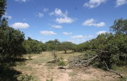 Moditlo Wildlife Estate, Limpopo 1380