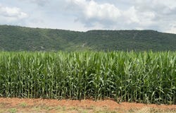 Weenen, KwaZulu-Natal 3325