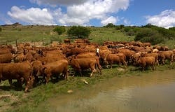 Sterkstroom, Eastern Cape 5425
