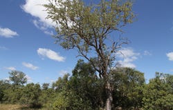 Moditlo Wildlife Estate, Limpopo 1380