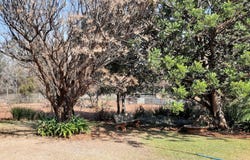 Holfontein, Free State 1911