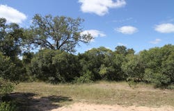 Moditlo Wildlife Estate, Limpopo 1380