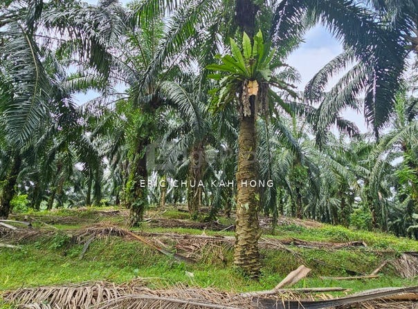 Batu Gajah, Perak 31560