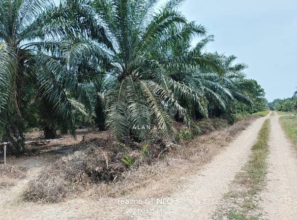 Sungai Pelek, Sepang, Selangor 43950