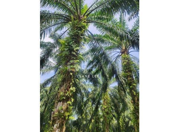 Kuala Kangsar, Perak 31100