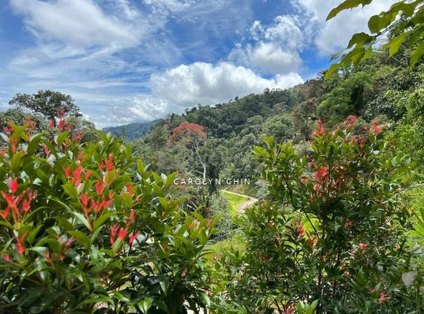 Janda Baik Tanarimba , Bentong, Pahang 28750