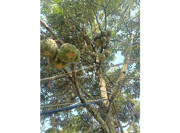 Tangkak, Johor 84900