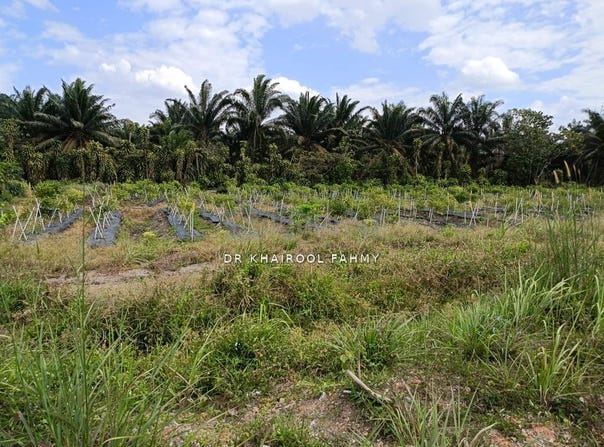 Bukit Nyamuk Simpang Renggam, Kluang, Johor 86200