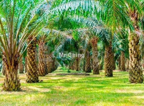 Banting, Selangor 42700