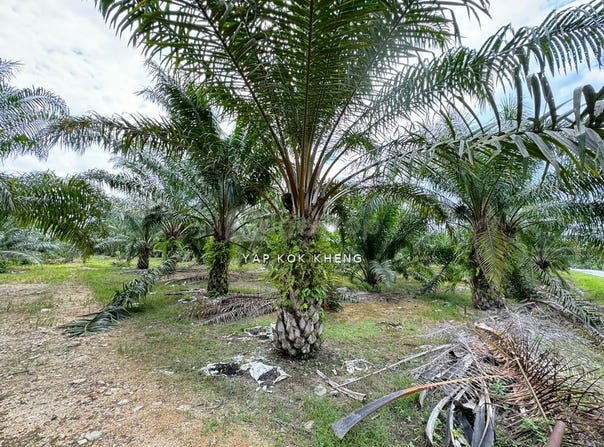 Kuala Kangsar, Perak 31100