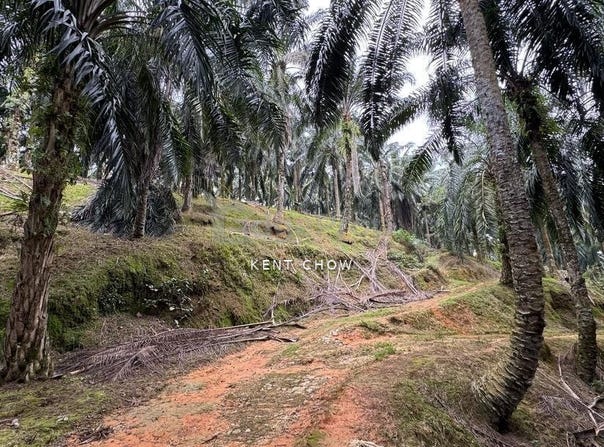 Kuala Kangsar, Perak 31100
