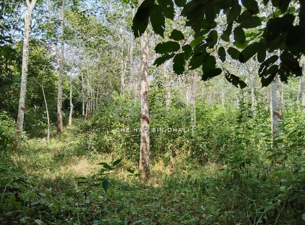 Pendang, Kedah 06700
