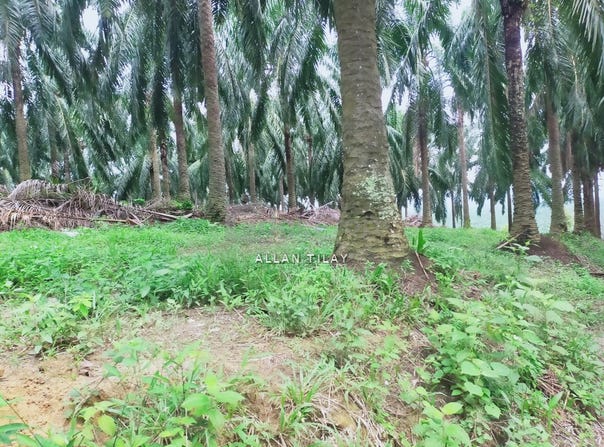 Beruas, Perak 32700