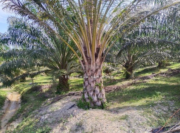 Batu Gajah, Perak 31550