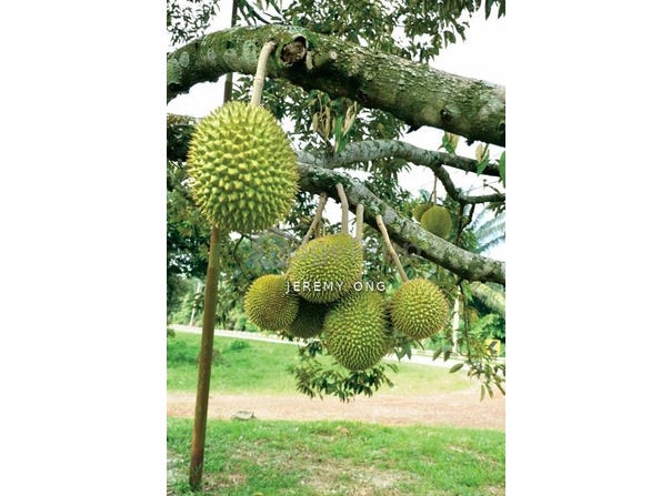 Kulai, Johor 81000