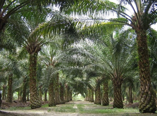 Kuala Kangsar, Perak 31100