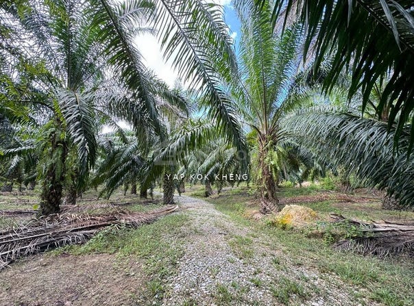 Kuala Kangsar, Perak 31100