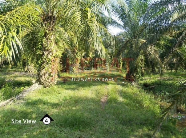 Simpang Pelangai Bentong, Bentong, Pahang 28740