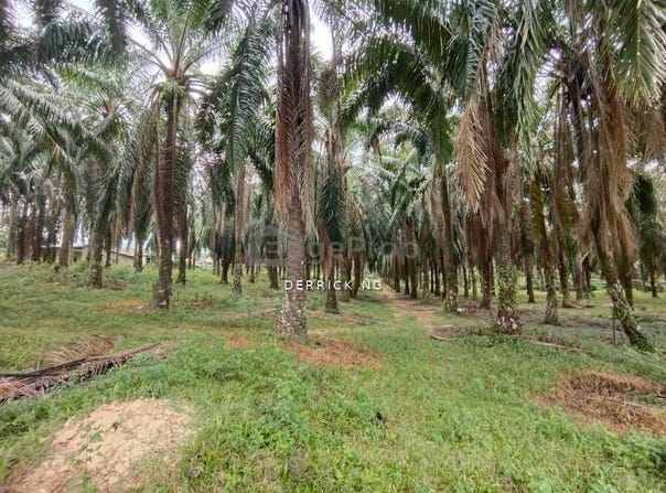 Kuala Muda, Kedah 08300