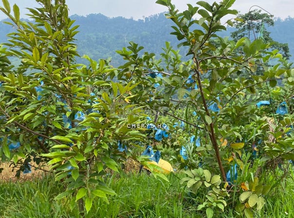 Bentong, Pahang