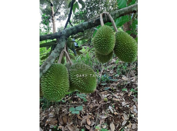 lenggong perak, Hulu Perak, Perak 33030