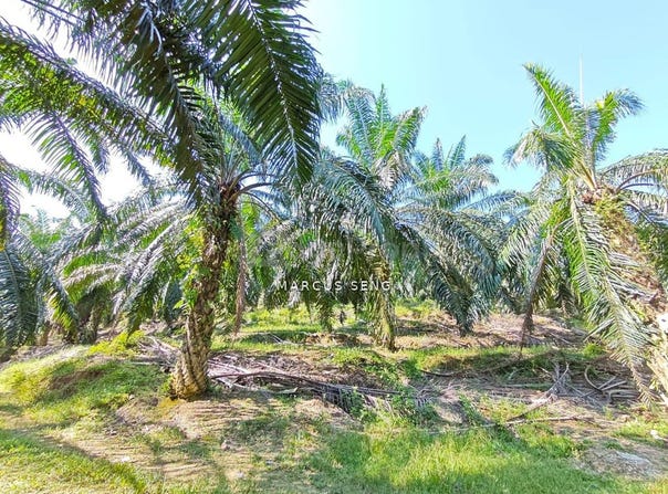 Sungai Siput, Kuala Kangsar, Perak 31100