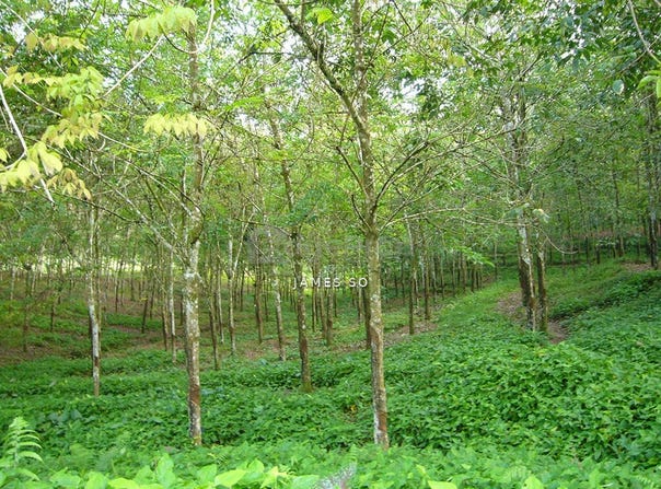 Paya Rumput, Melaka 76450