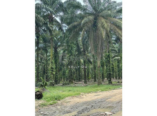 Pontian, Johor 81500