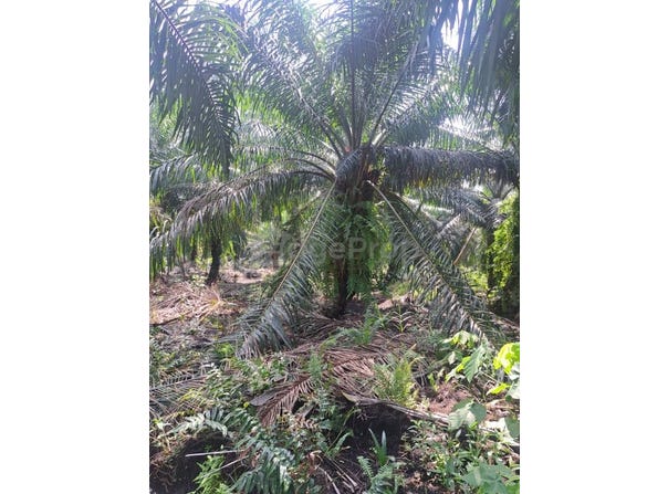 Jenjarom, Selangor 42600
