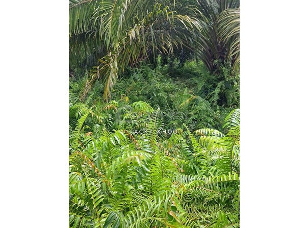 Banting, Selangor 42700