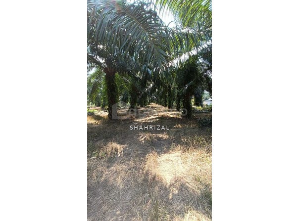 Banting, Selangor 42700
