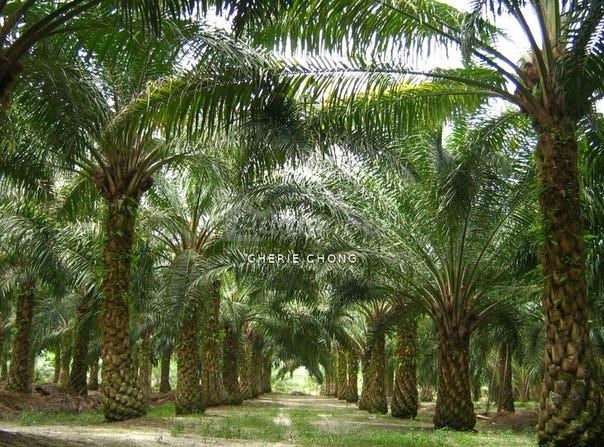Kuala Kangsar, Perak 31100