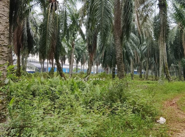 Kuala Selangor, Selangor 45800