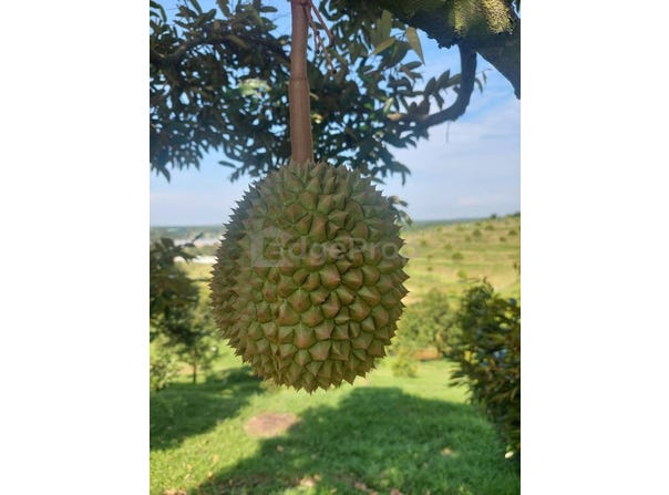 Gopeng, Perak 31600
